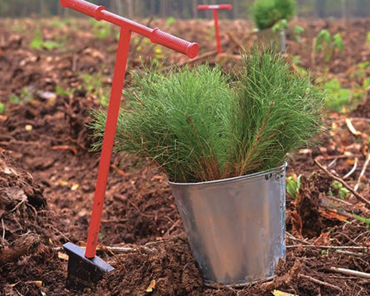 Белорусам предлагают посадить свое дерево: акция «Аднавім лясы разам!» состоится 21 октября