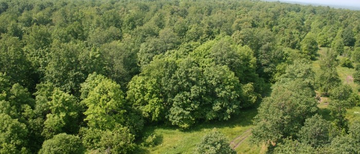 Восстановление широколиственных лесов путем реконструкции малоценных лесных насаждений в подзоне грабово-дубово-темнохвойных лесов Беларуси