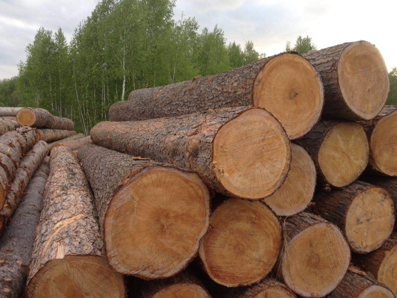 Правительство установило таксовую стоимость на древесину основных лесных пород, отпускаемую на корню, в 2023 году