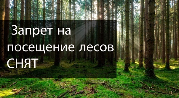 Снят запрет на посещение лесов Дятловского района.