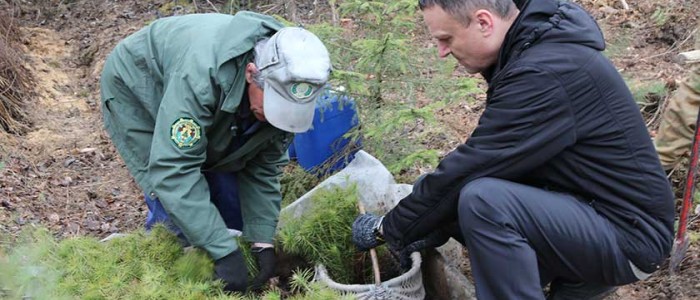 Сотрудники Дятловского райисполкома посадили лес во время республиканского субботника